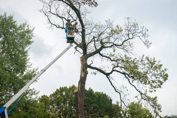 Professional  Tree Services in Cedar Grove, FL