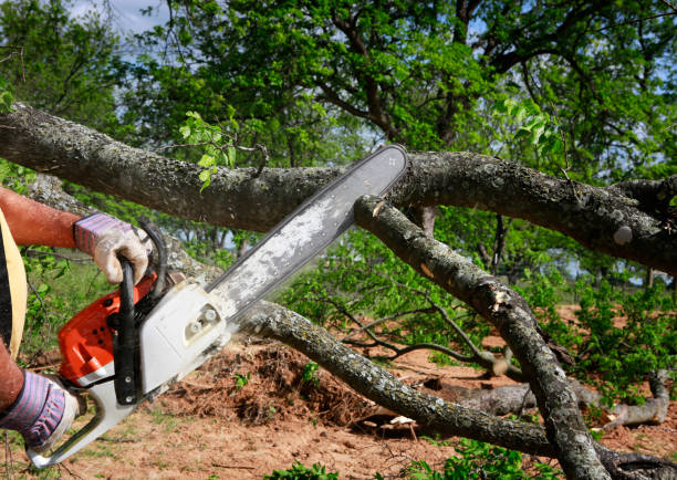 Best Hedge Trimming  in Cedar Grove, FL